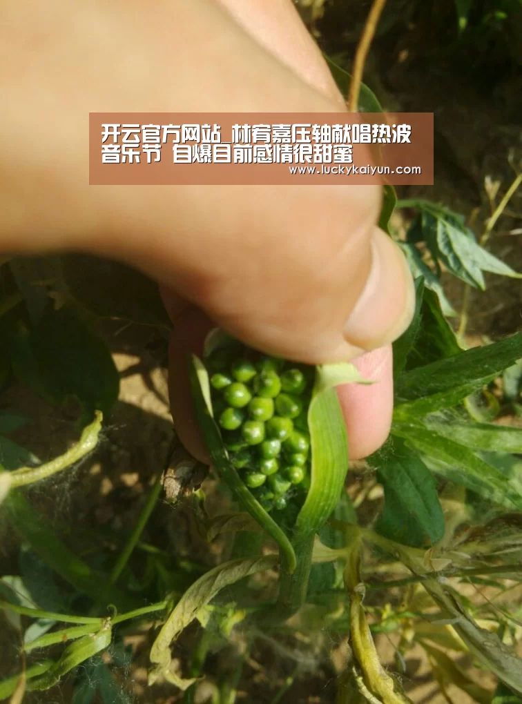 开云官方网站_林宥嘉压轴献唱热波音乐节 自爆目前感情很甜蜜(图4) 开云官方网站